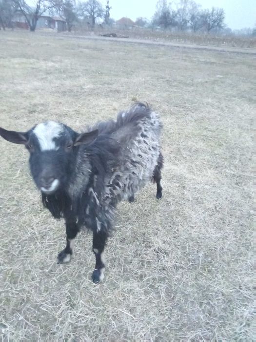 Тварини цап 1,5років рогів немає