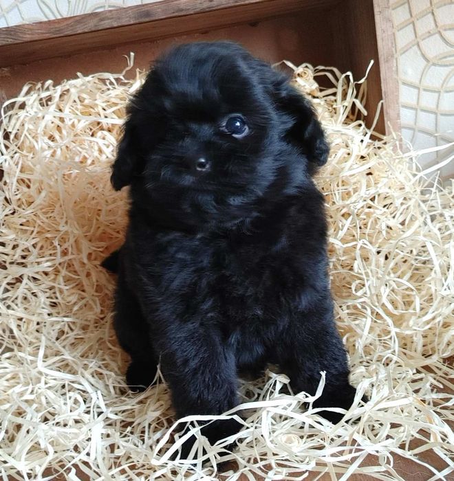 Дизайнерская мальтипушная красотка. Киев