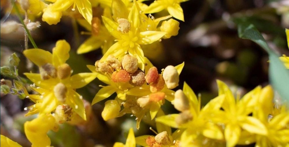 Pyłek pszczeli 0.5 kg