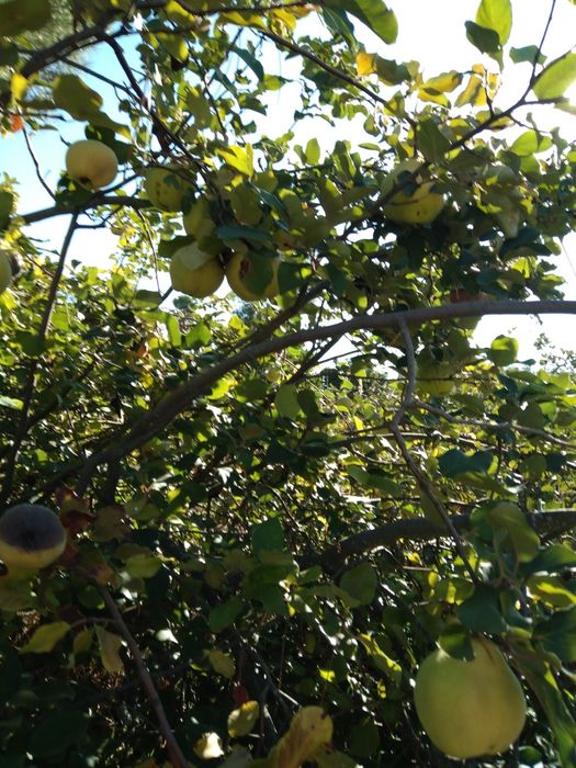 Marmelos biológicos