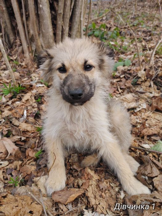 Щенята в добрі руки