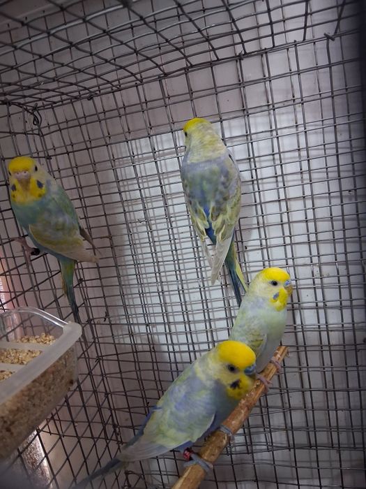 2 casalinhos de piriquitos arco íris