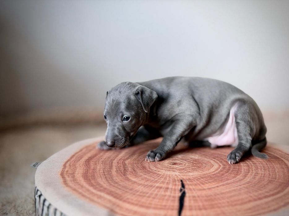 Charcik wloski chłopczyk, FCI