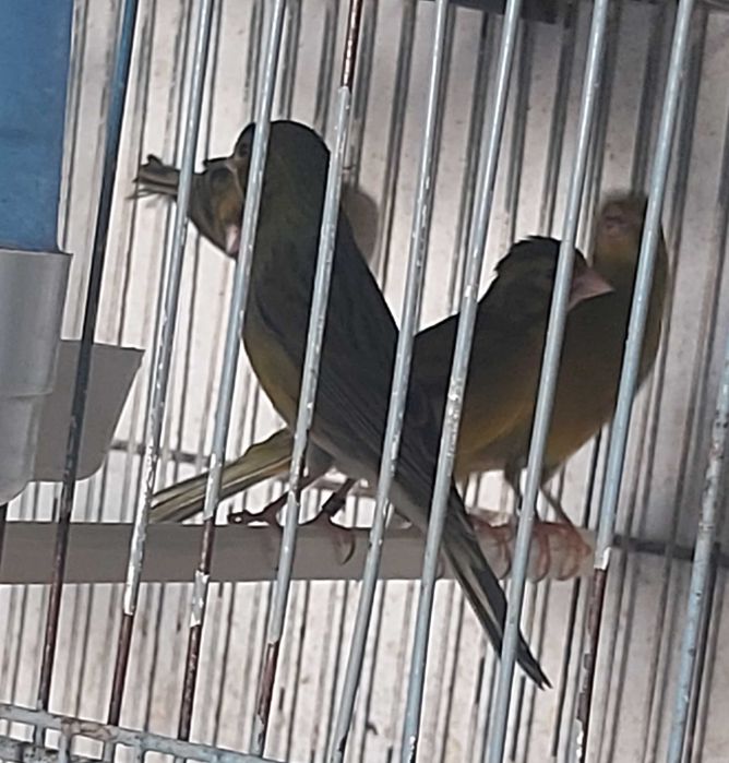 Lote de Canários Raça Espanhola