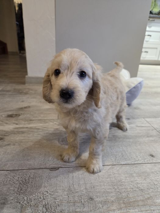 Goldendoodle mini szczeniak piesek