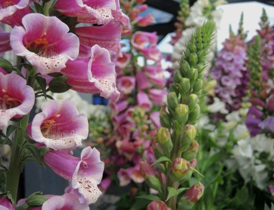 Наперстянка продам