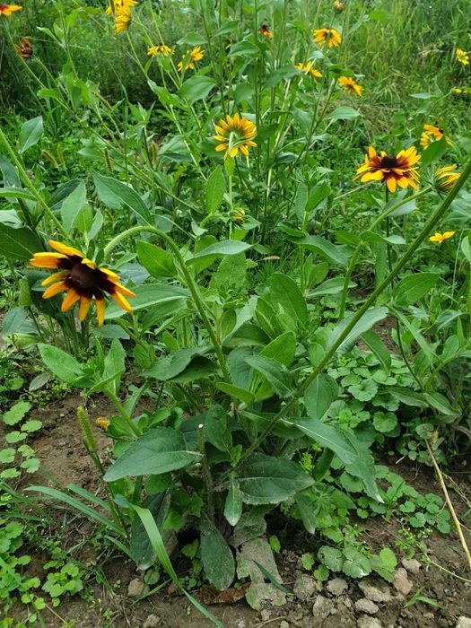 Rudbekia 4 duże sadzonki