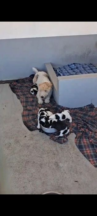 Fox  terrier tricolor