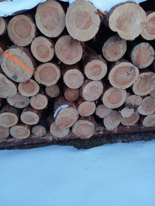 Sprzedam drzewo w walkach , odbiór osobisty