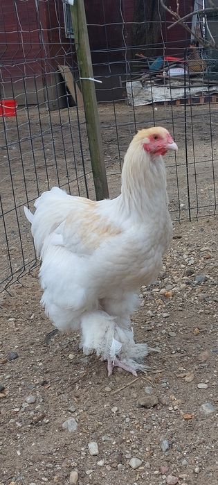 Brahma kogut lemon pyle