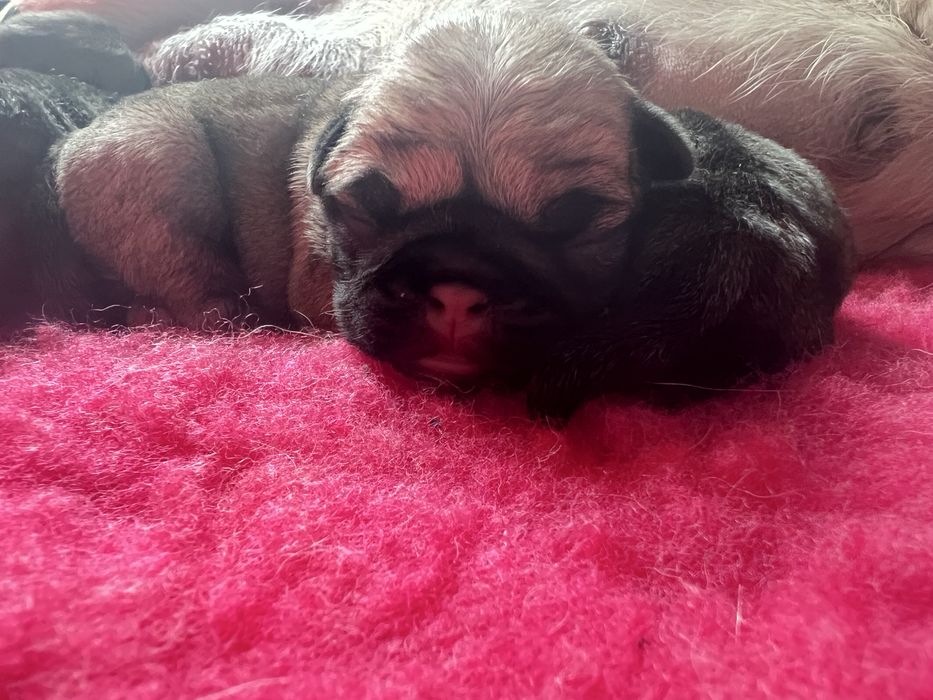 Mops - szczenię chłopiec ZKwP/FCI