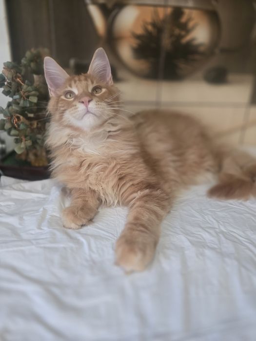 Котята.  Мейн Кун