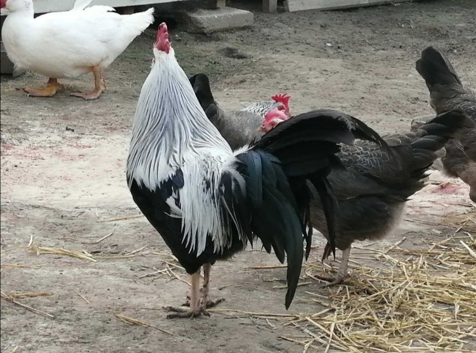 Кури несучки Лівенська Ситцева, Легорн Італійська несучка, інкубаційне