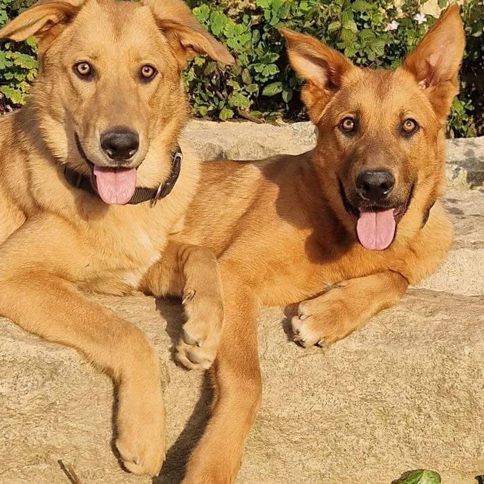 Baboo & Marley, irmãos com 2 anos para adoção responsável