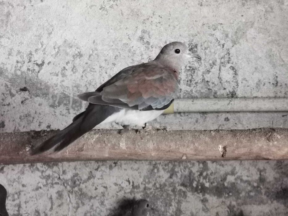 Rolas Senegal varias unidades