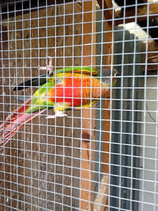 Pyuhurra  de boa saúde