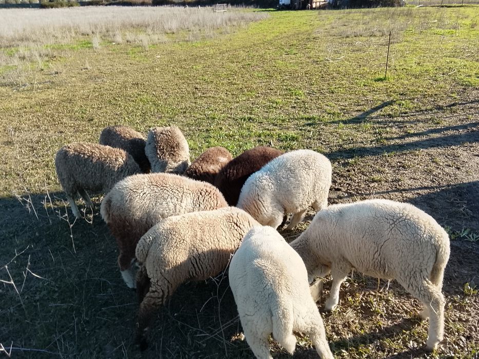 Dez borregos M e F cx