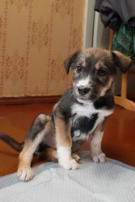 Роксі. ,3,5 місяці.