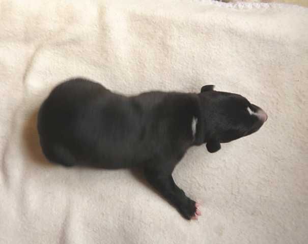 Chart Angielski Whippet, czarny piesek