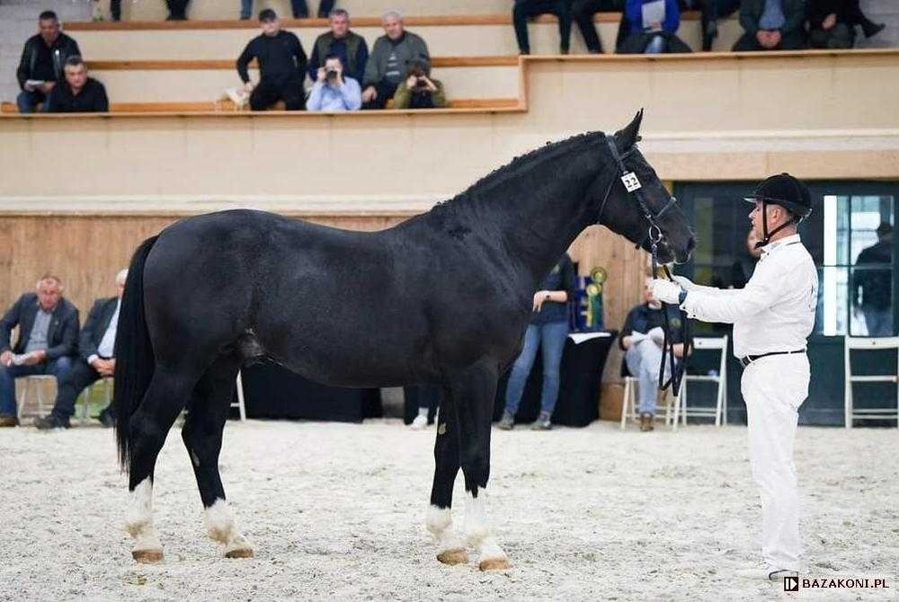 Ogier Śląski Atrox