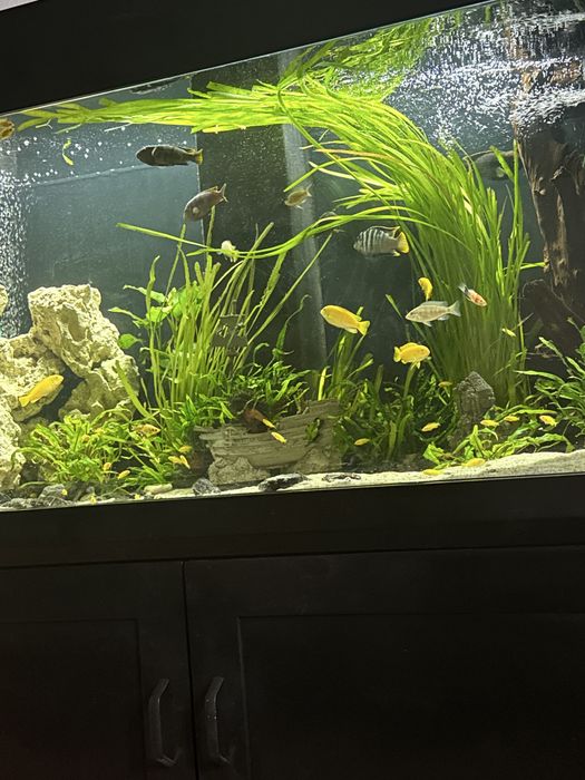 Akwarium zestaw 130x50x70