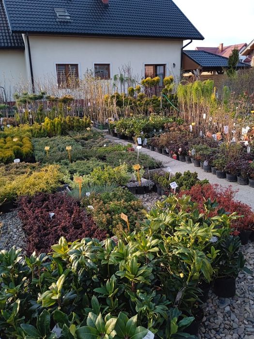 krzewy ozdobne i drzewa owocowe