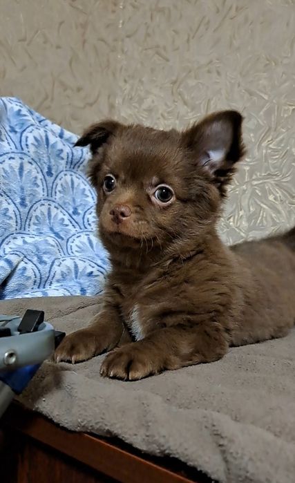 Мальчик шоколадик