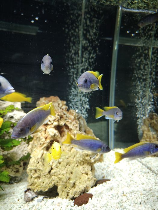 Pyszczaki pseudotropheus Acei
