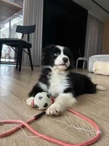 Sprzedam border Collie