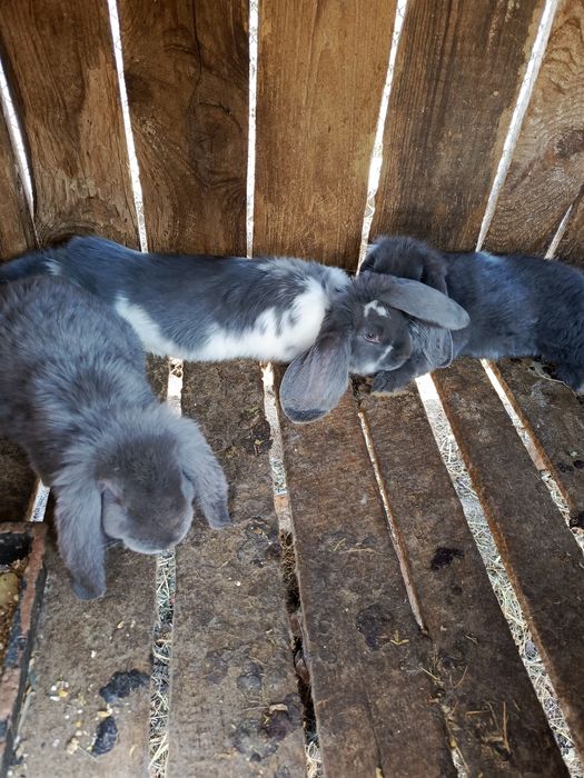 Продам    кролів