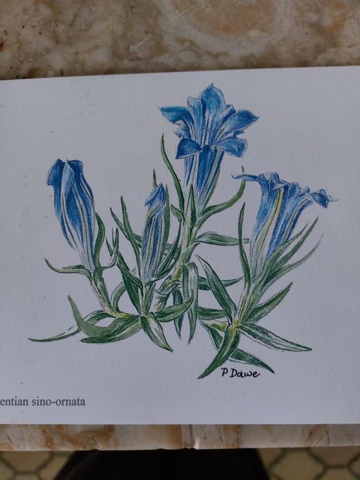 Lote de 3000 Postais Wells & Winter