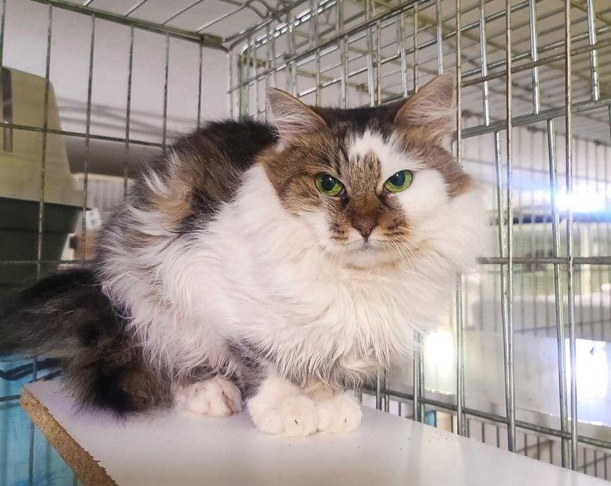 Ніжна пухнаста красуня-кішка Джуля з чарівними очима 3 р кошка кішечка