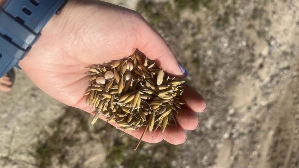 Owies z grochem mieszanka