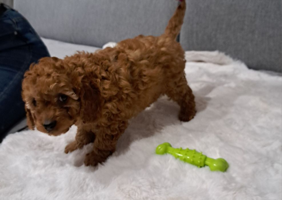 Cavapoo samiec f1b