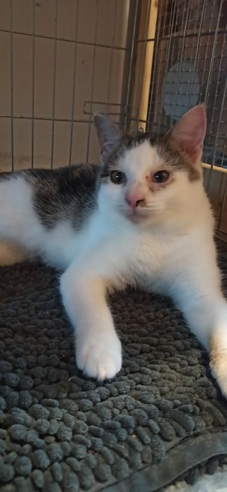 Kocurek Karolek czeka na dom