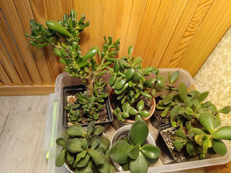 Крассула деревовидна та ін. грошові дерева за 500 грн набір