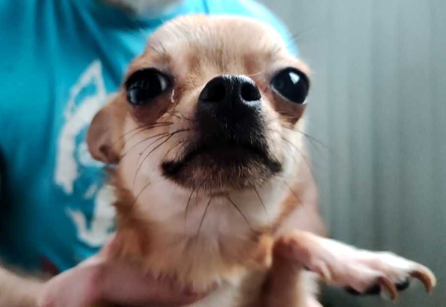 Маленькая девочка чихуа, недорого