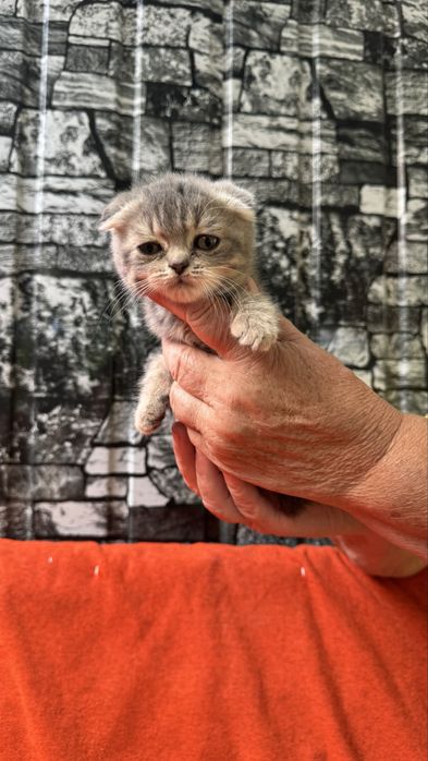 Котята британцы
