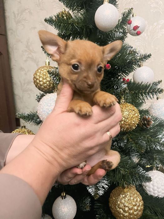 Дівчинка Той-Терьєр