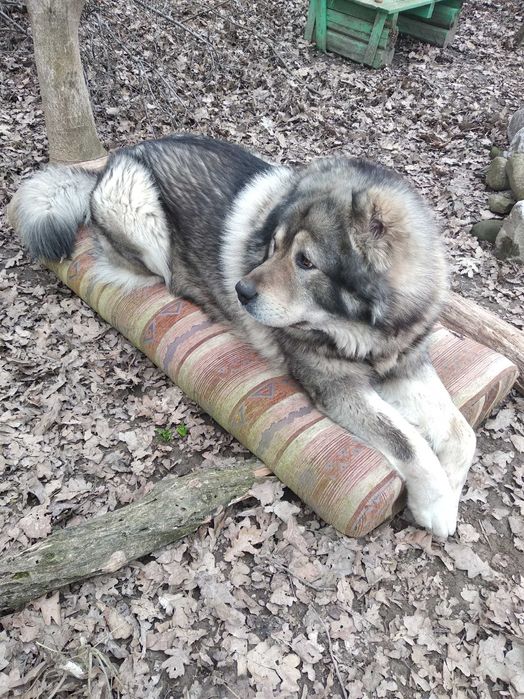 Хлопець кавказець шукає дівчину