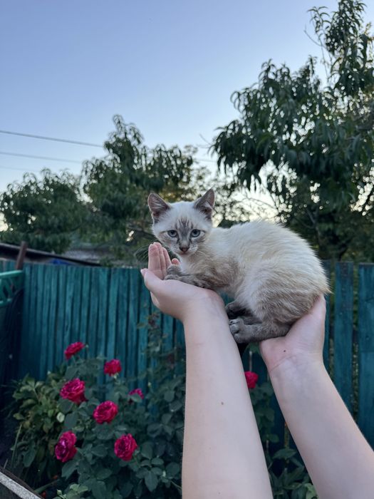 Кицюня у добрі руки