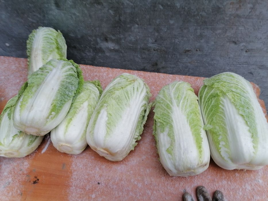 Kapusta pekińska duża 10  kilo wysyłka inpost prosto od rolnika