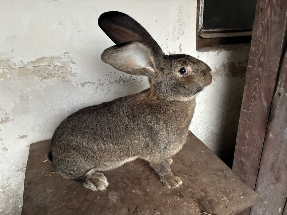 Belgijski olbrzym szary