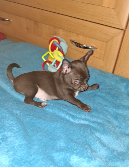 Chihuahua piesek mini