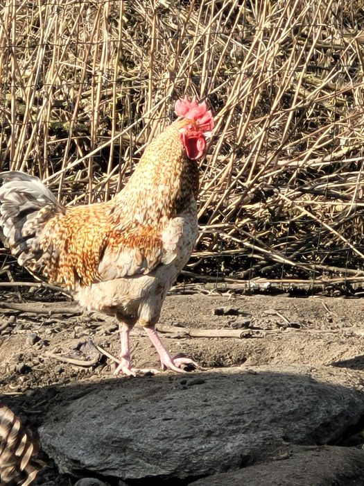 Koguty zeszłoroczne