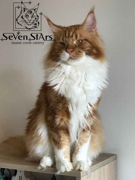 Мейн-кун котята от 2 месяцев | БРОНИРОВАНИЕ | UA*Seven Stars