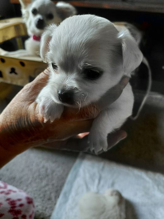Chihuahua femea branca
