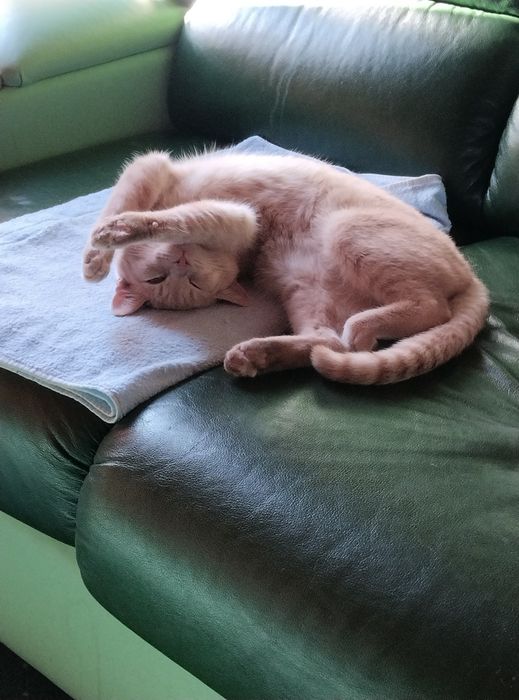 Перетримка котиків, невеликих собачок