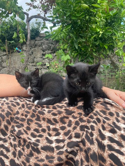 Gatinha para adoção