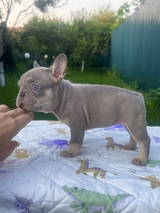 Для цінувачів породи та ексклюзиву!Блакитнокі цуценята!Доставка